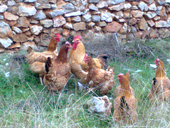 Gallo y gallinas.