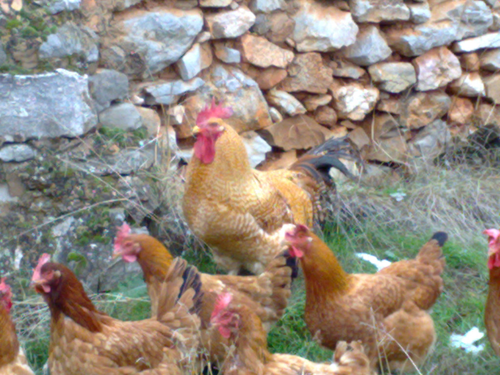 Gallo y gallinas.