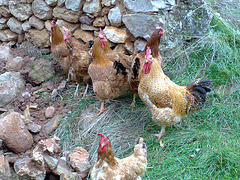 Gallo con gallinas.