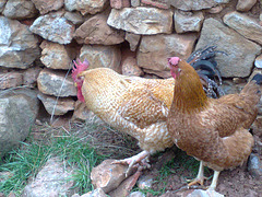 Gallo y gallina.