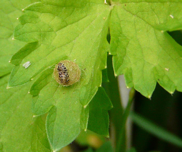 Weevil Larvae