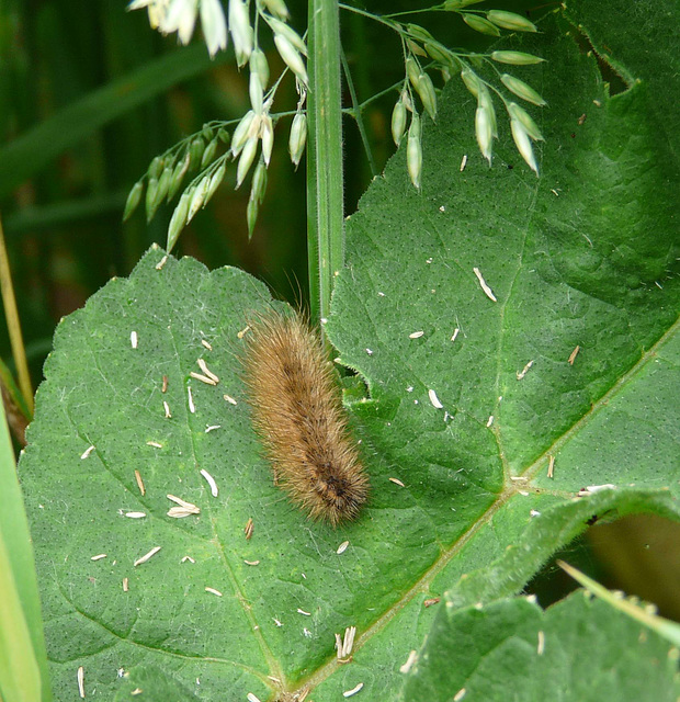 Muslin Moth Caterpillar