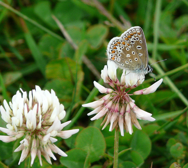 22 Bedgebury Pinetum Common Blue