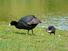 23 Bedgebury Pinetum Coots