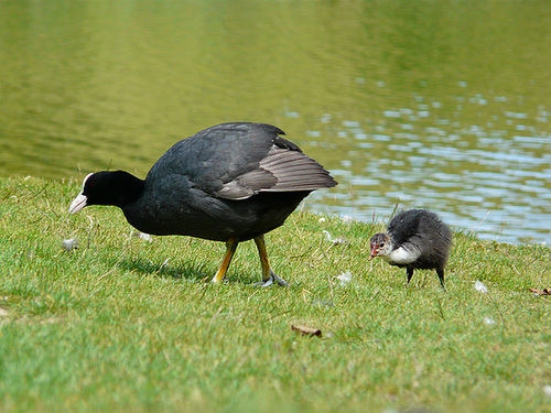 23 Bedgebury Pinetum Coots