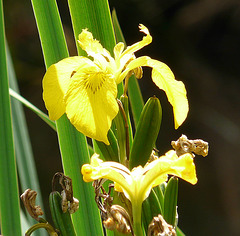 21 Bedgebury Pinetum Iris