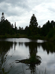 20 Bedgebury Pinetum Pond
