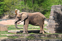 afrikanische Elefantin (Nürnberg)