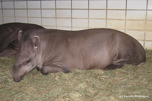 Flachlandtapir (Nürnberg)