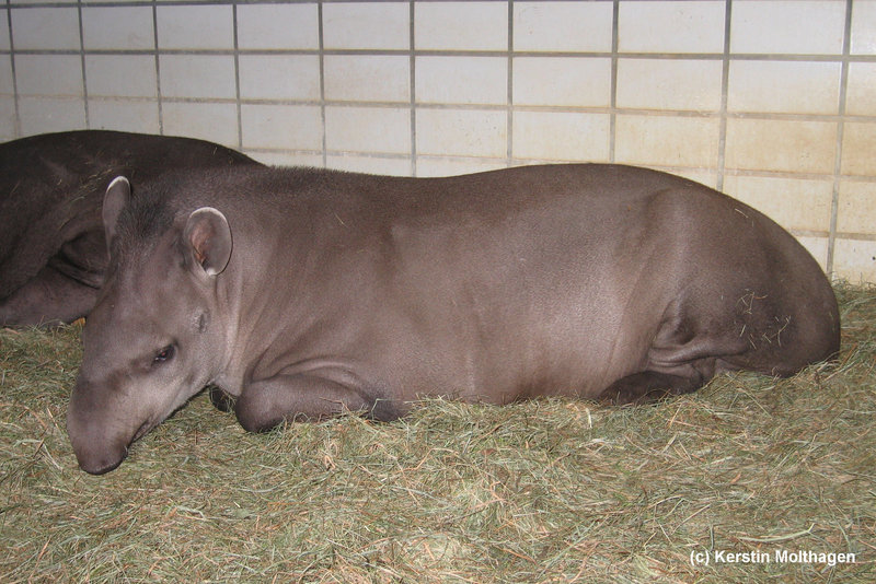 Flachlandtapir (Nürnberg)