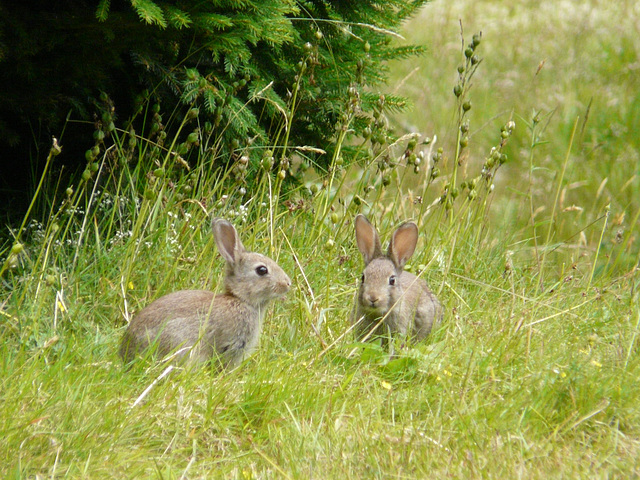 19 Bedgebury Pinetum Bunnies