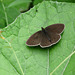 18 Bedgebury Pinetum Ringlet Butterfly -Female