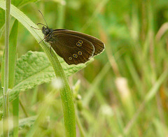 17 Bedgebury Pinetum Ringlet Butterfly -Male
