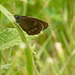 17 Bedgebury Pinetum Ringlet Butterfly -Male