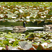 16 Bedgebury Pinetum Marshal's Lake Geese