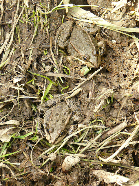 Common Frog Pair Two