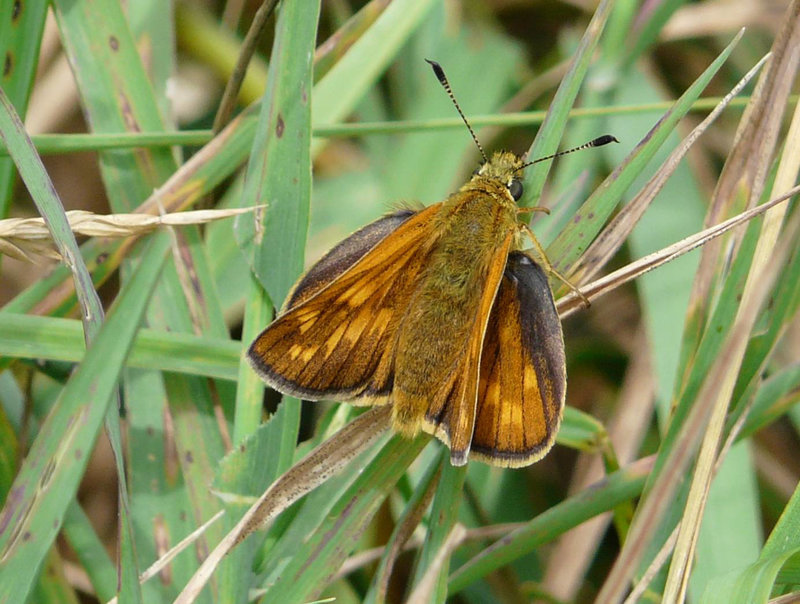 Large Skipper -Female