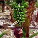 DSCN0689 Bananen mit Blüte