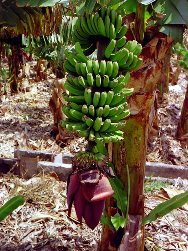 DSCN0689 Bananen mit Blüte