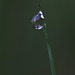 Water Drop