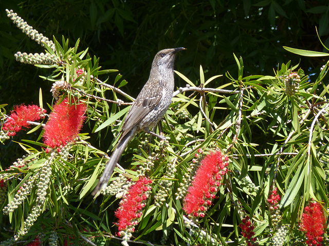 Little wattle bird