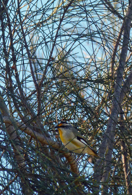 striated pardalote