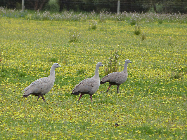 Cape Barren Geese