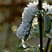 Snow Caterpillar......