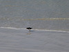 pied oystercatcher