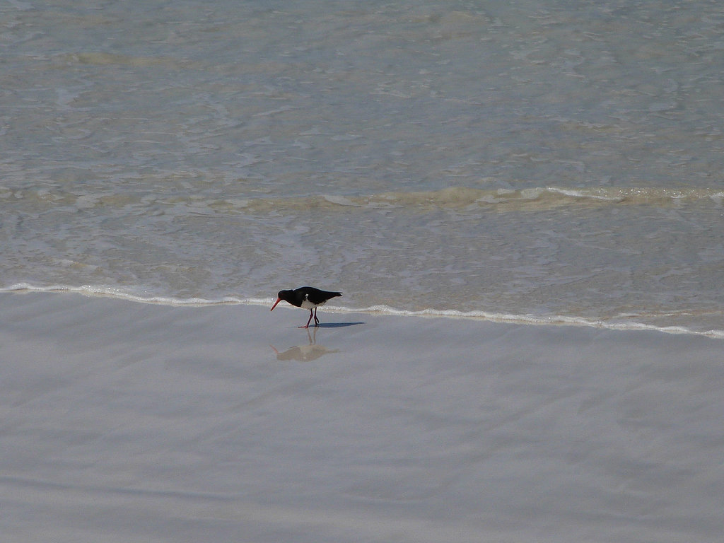 pied oystercatcher