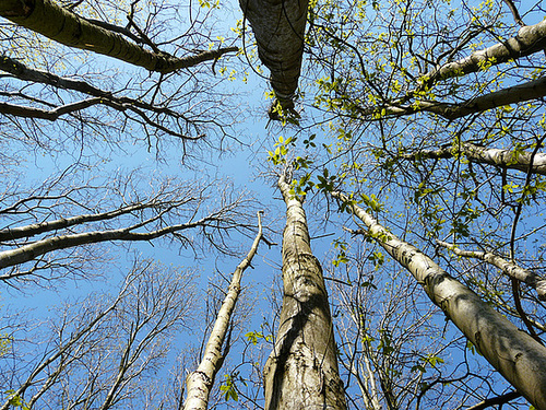 Hug A Tree