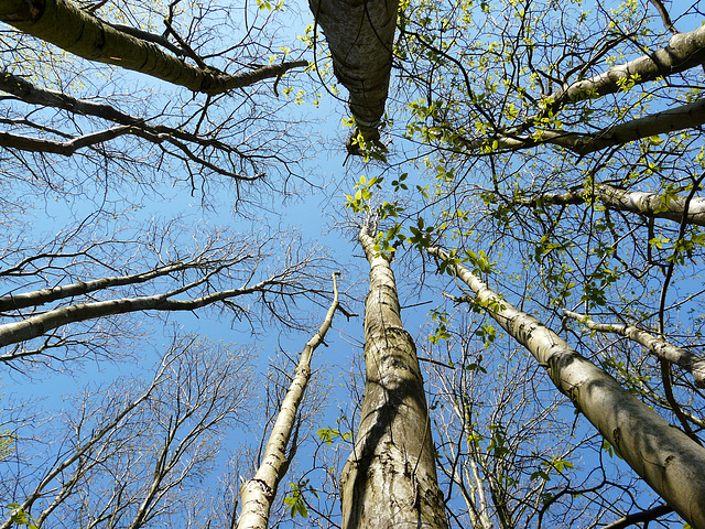 Hug A Tree