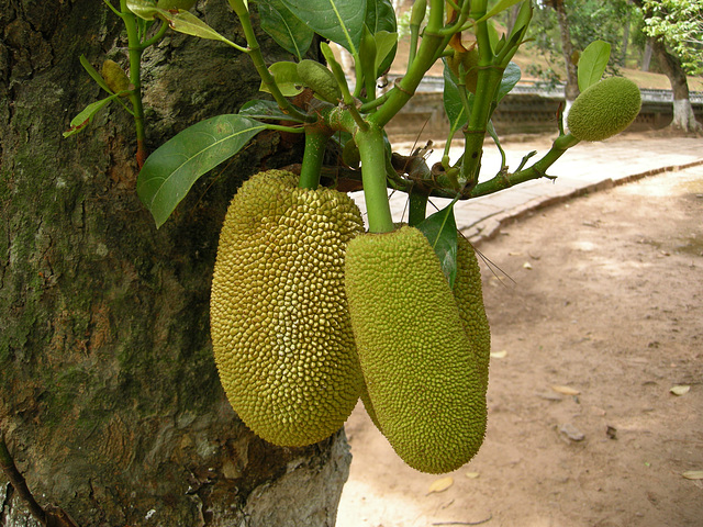 Yak-Frucht