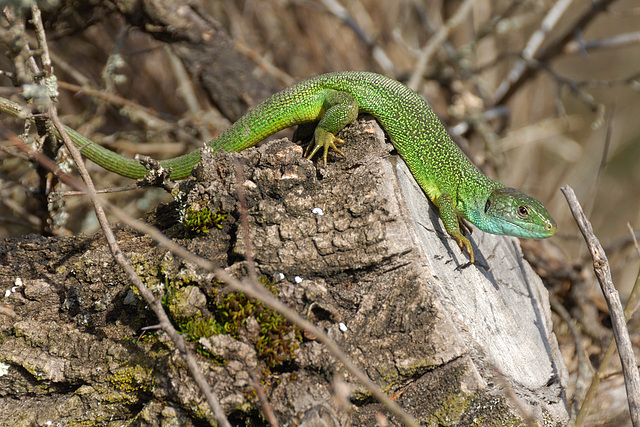 Western green lizard