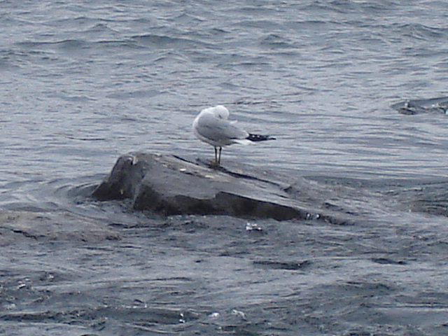 Toilette de la mouette au crépuscule du soir  -  Seagull twilight washing -  Dans ma ville - Hometown. 4 mai 2008.