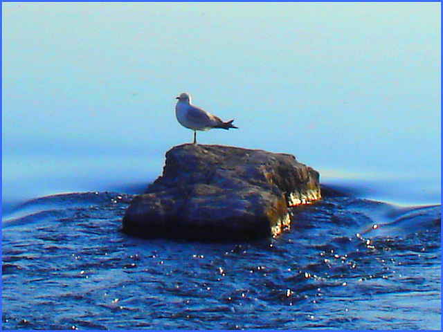 Mouette on the rock - Seagull sur la roche - Dans ma ville - Hometown. 4 mai 2008.