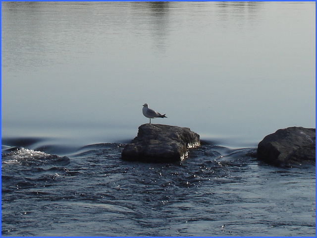 Mouette sur roche -  Seagull on the rock - Originale recadrée / Close-up of the original - Dans ma ville - Hometown. 10 mai 2008.