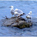 Quatuor de mouettes -  Seagulls quartet - Dans ma ville - Hometown. 4 mai 2008.