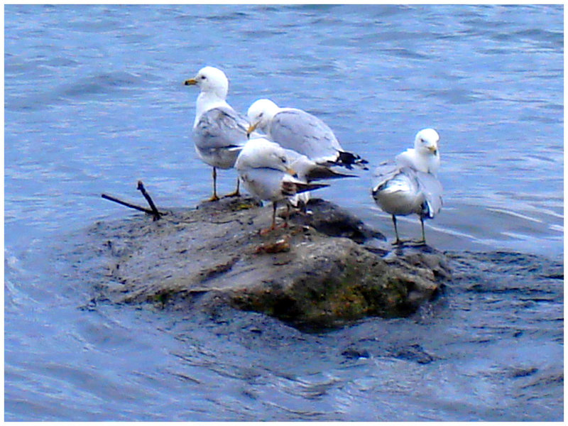 Quatuor de mouettes -  Seagulls quartet - Dans ma ville - Hometown. 4 mai 2008.