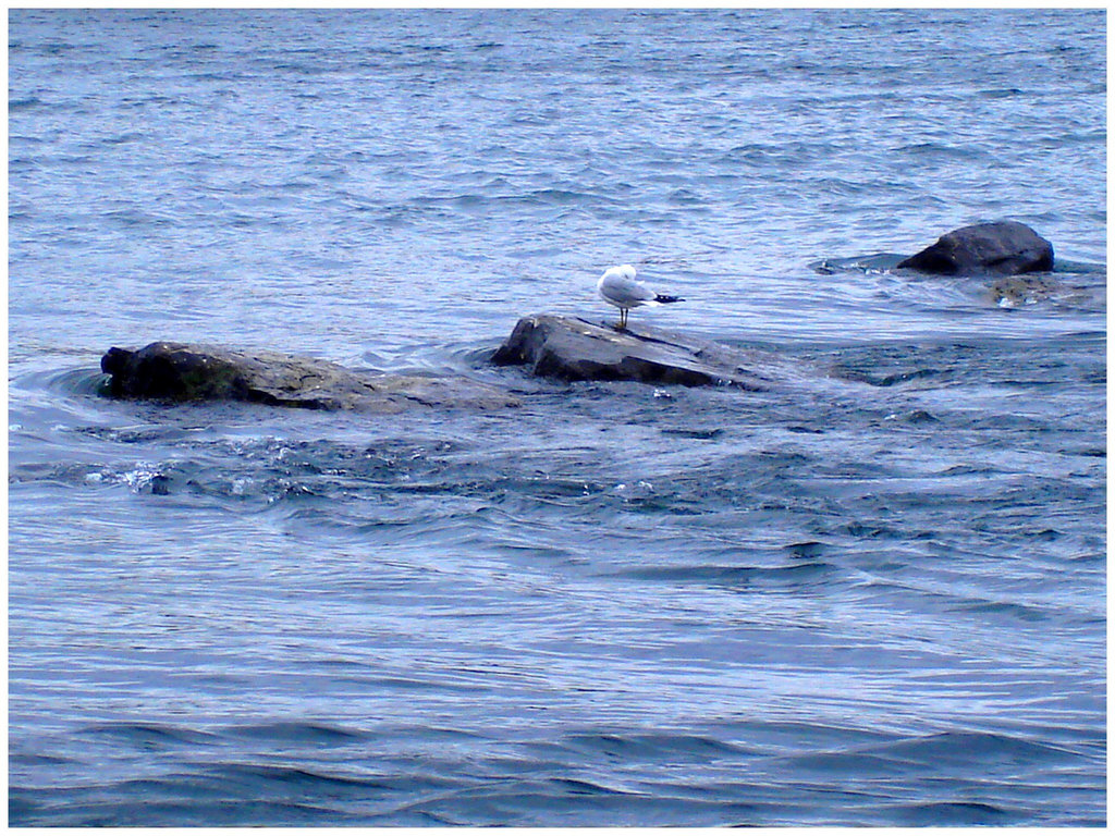 Toilette de la mouette au crépuscule du soir  -  Seagull twilight washing -  Dans ma ville - Hometown / 4 mai 2008.