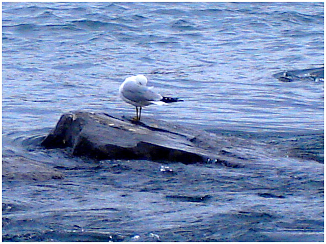 Seagull washing time - La toilette de la mouette-  Dans ma ville - Hometown. 4 mai 2008.