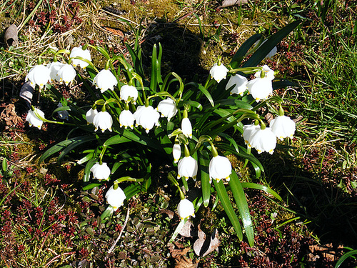 Märzenbecher