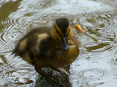 Duckling 1