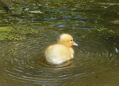 Mallard Duckling 1