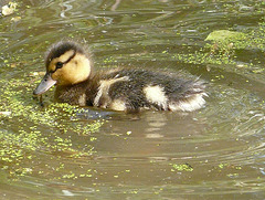 Mallard Duckling 2