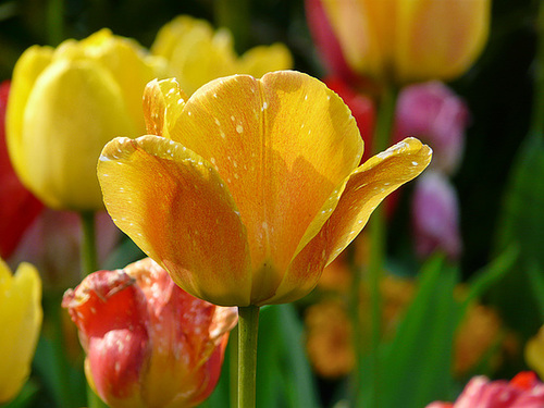 Tulips
