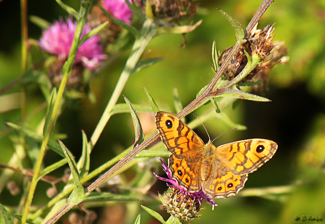 Wall Butterfly