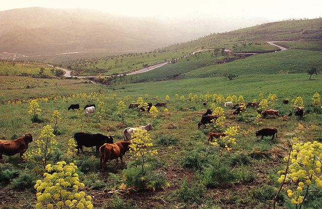 Luxury Cows