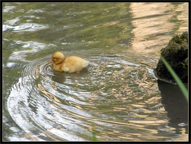 Mallard Chick Swimming