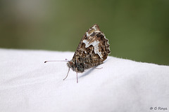 Grayling Butterfly